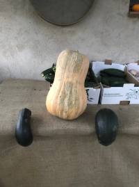 CALABAZA