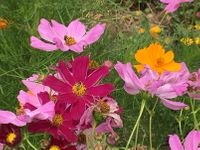 flores1