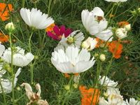 flores3