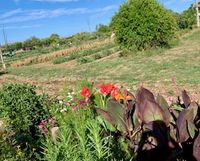 IMG_4887